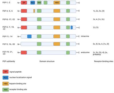 Fibroblast growth factor-21 (FGF21) analogs as possible treatment options for diabetes mellitus in veterinary patients